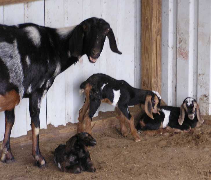 Ophillia's Kids, 03/07/09
